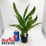 Grammatophyllum Pakkret Armada "Walrus'