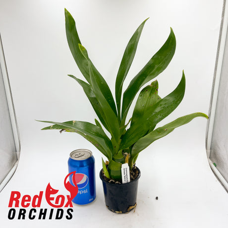 Grammatophyllum Pakkret Armada "Walrus'