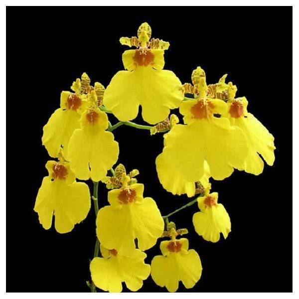Oncidium Sweet Sugar 'SP12'