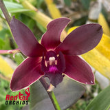 Dendrobium Mangosteen
