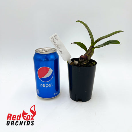 Dendrobium Mangosteen
