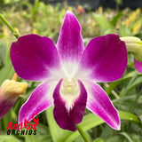 Dendrobium Sonia 'Earsakul'