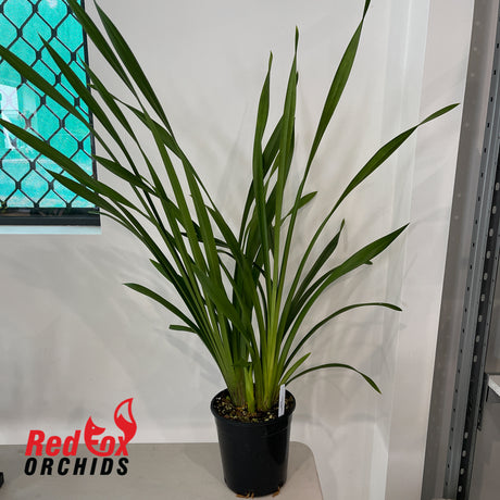 Cymbidium 'Amarillo'