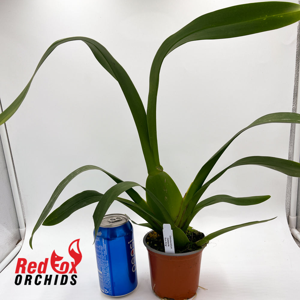 Odontocidium Catatante 'Sun King'