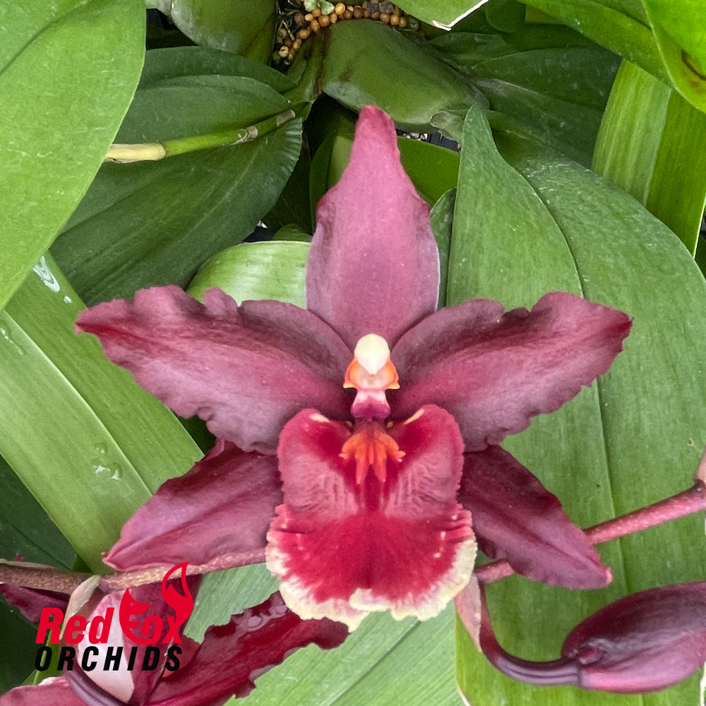 Wilsonara Salsa 'Ashley'