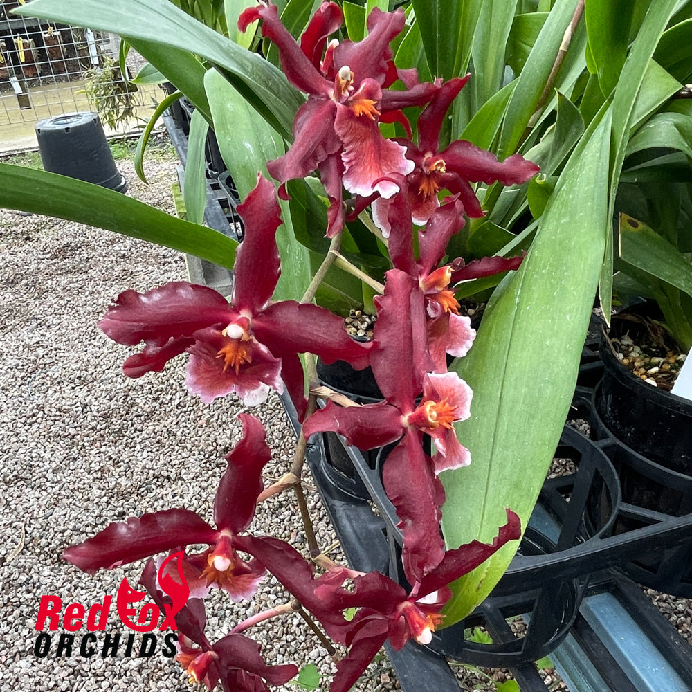 Wilsonara Salsa 'Ashley'