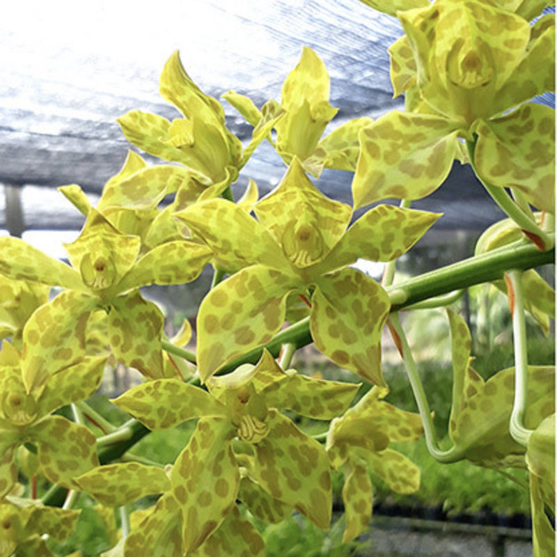 Grammatophyllum Pakkret Leo 'Sabre' pale form