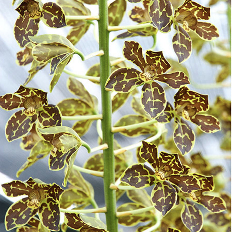 Grammatophyllum Crownfox Leopard 'Upright'