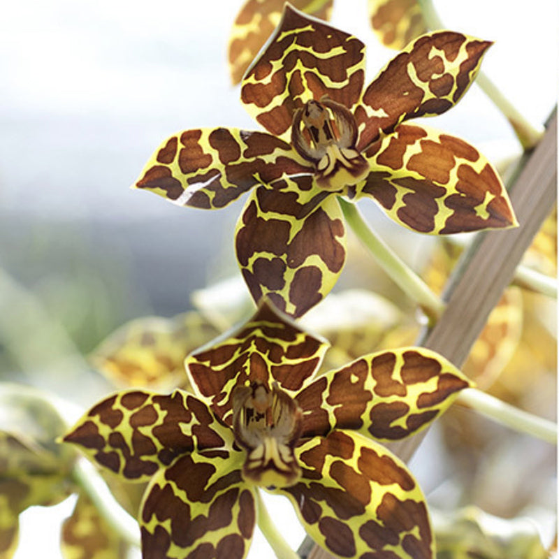 Grammatophyllum Crownfox Leopard 'Panthera'