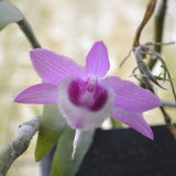 Dendrobium Mackay Parish