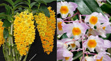 Dendrobium densiflorum x amabile