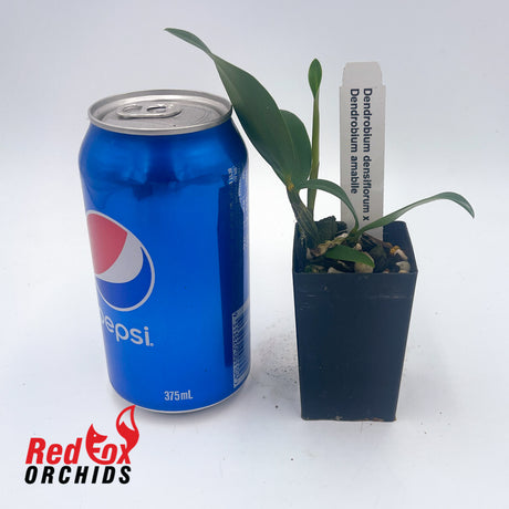 Dendrobium densiflorum x amabile