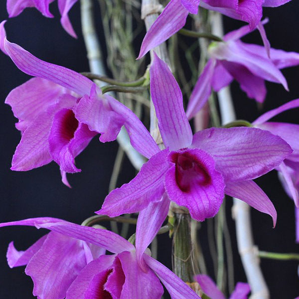 Dendrobium anosmum 'Phillippine Large Flower' x parishii