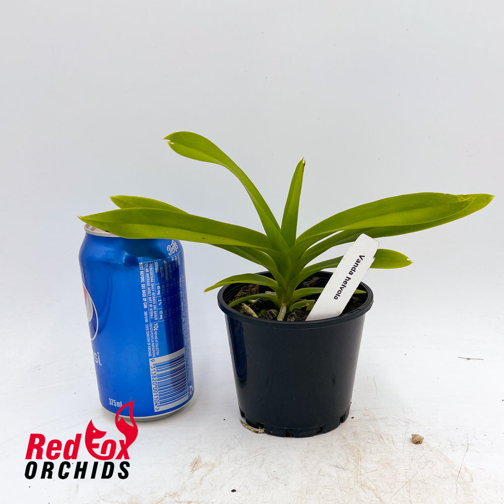 Vanda helvola