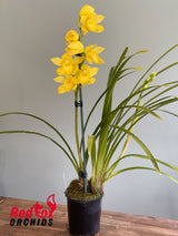 Cymbidium 'Selva Oro'