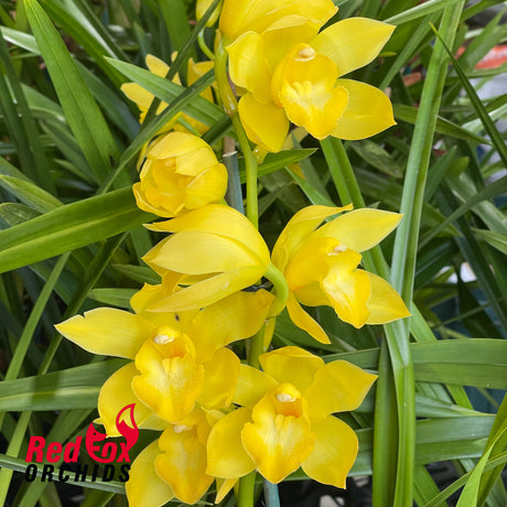 Cymbidium 'Selva Oro'