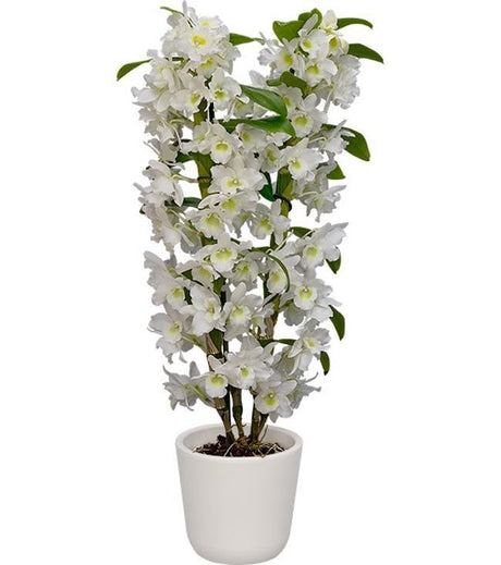 Dendrobium Spring Dream 'Apollon'