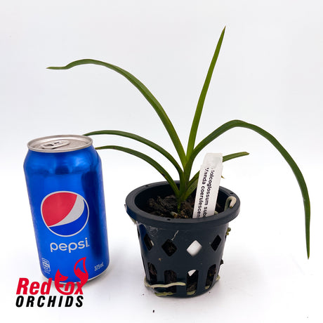 Holcoglossum subulifolium x Vanda coerulescens
