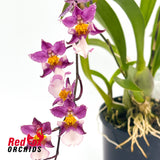 Oncidium (ornithorhynchum x onustum) x ornithorhynchum