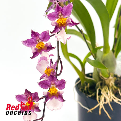 Oncidium (ornithorhynchum x onustum) x ornithorhynchum