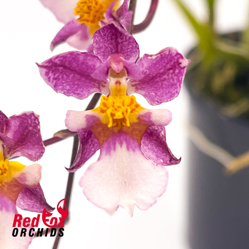 Oncidium (ornithorhynchum x onustum) x ornithorhynchum