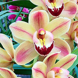 Cymbidium Louie's Pride 'Smiley' ACC/AOC
