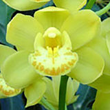 Cymbidium Pharaoh's Dream 'Dural'