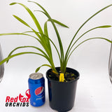 Cymbidium Pharaoh's Dream 'Dural'