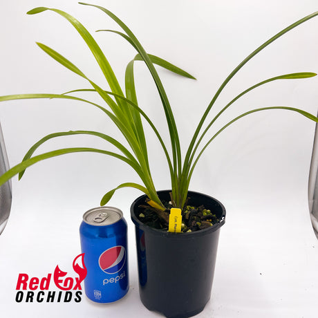 Cymbidium Pharaoh's Dream 'Dural'