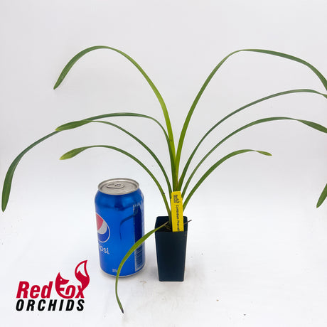 Cymbidium Pharaoh's Dream 'Dural'