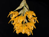 Stanhopea stevensonii