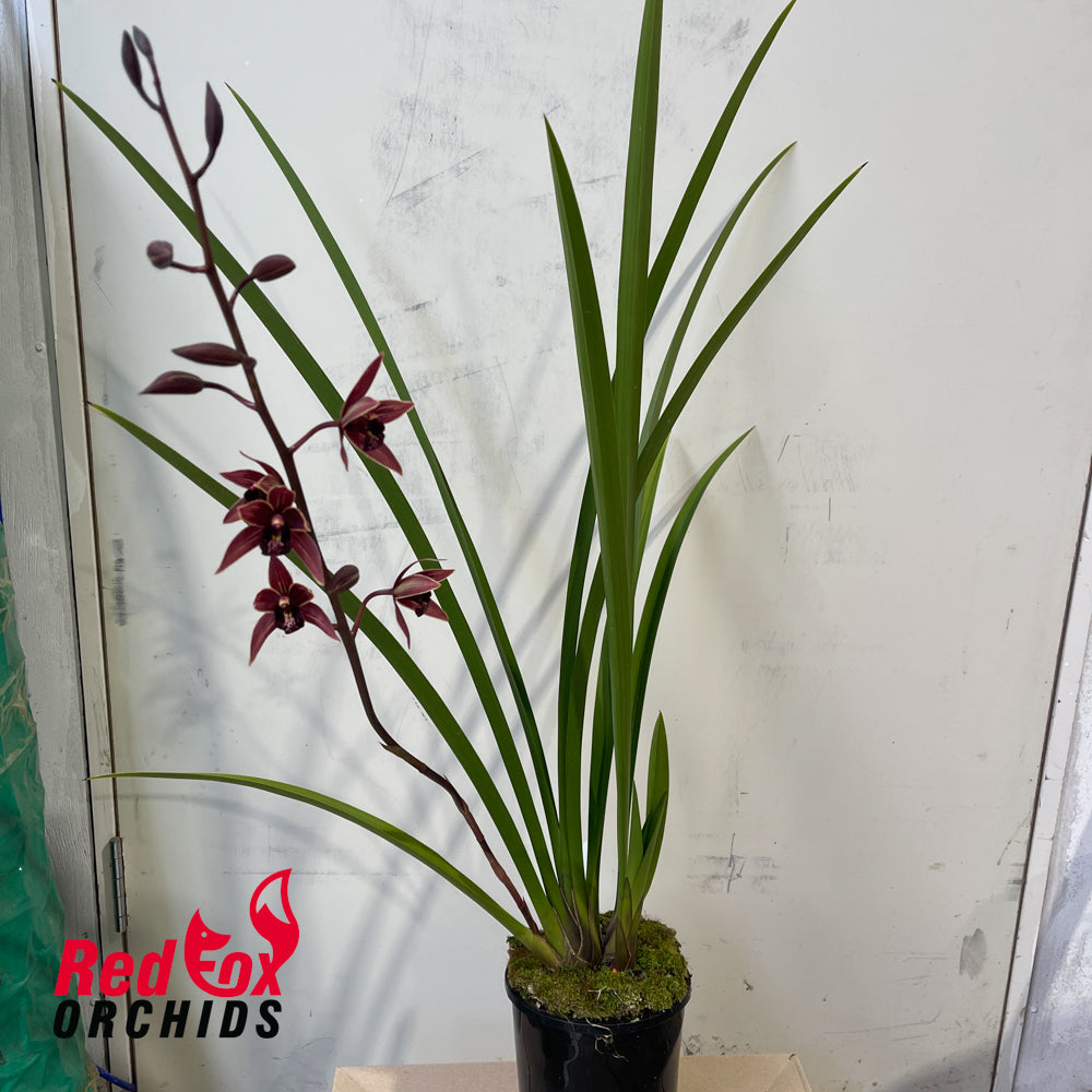 Cymbidium Joseph Schmidt 'Song of Israel' 4n