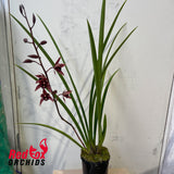 Cymbidium Joseph Schmidt 'Song of Israel' 4n