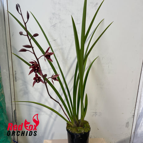 Cymbidium Joseph Schmidt 'Song of Israel' 4n