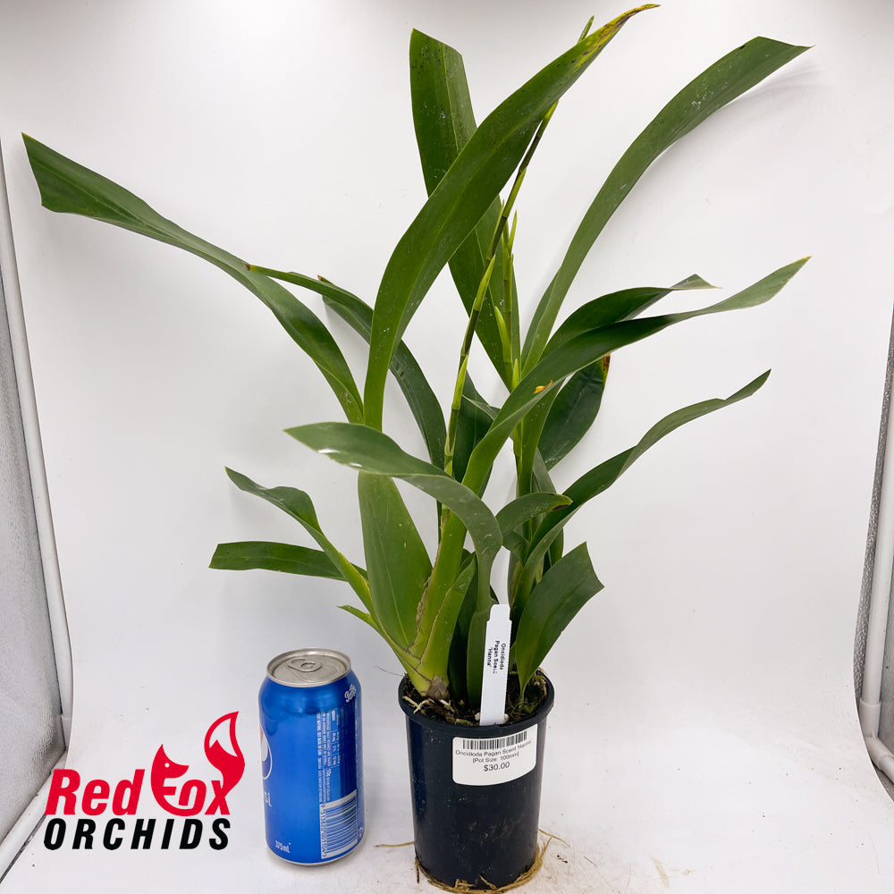 Oncidioda Pagan Scent 'Hanna'