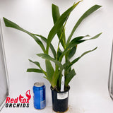 Oncidioda Pagan Scent 'Hanna'