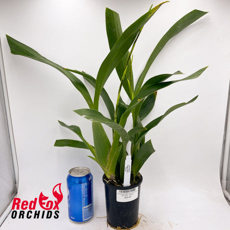 Oncidioda Pagan Scent 'Hanna'