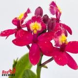 Epidendrum Topaz Rose 'Rosie'