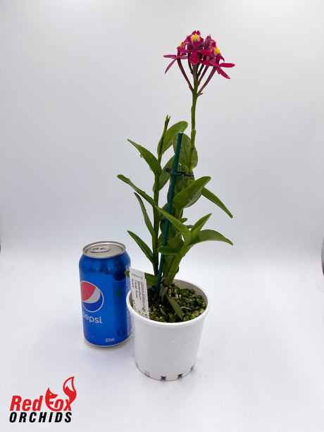 Epidendrum Topaz Rose 'Rosie'