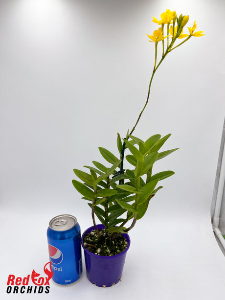 Epidendrum Topaz Butterball 'G&B' 100mm