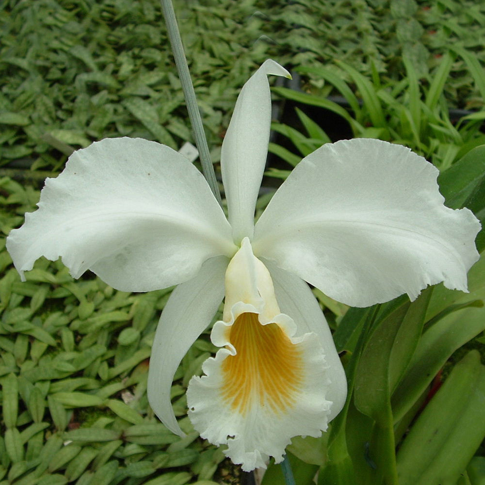 Cattleya gaskelliana alba