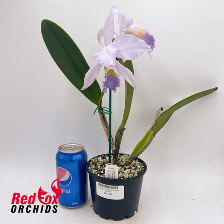 Cattleya Intertexta
