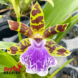 Zygopetalum Jumpin Jack