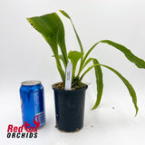 Zygopetalum Jumpin Jack