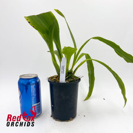 Zygopetalum Jumpin Jack