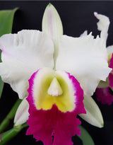 Rhyncholaeliocattleya  Mem. Anna Balmores