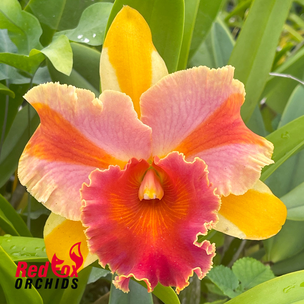 Rhyncholaeliocattleya Amazing Thailand 'Rainbow' – Red Fox Orchids