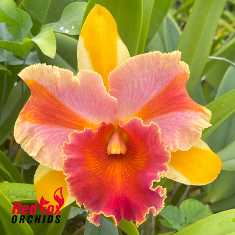 Rhyncholaeliocattleya Amazing Thailand 'Rainbow'