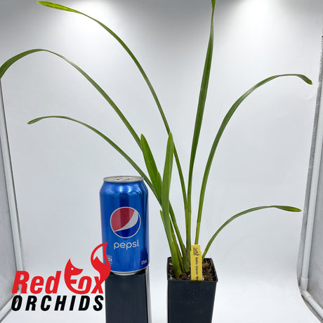 Cymbidium Baltic Glacier 'Mint Ice'