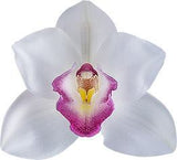 Cymbidium White Madam
